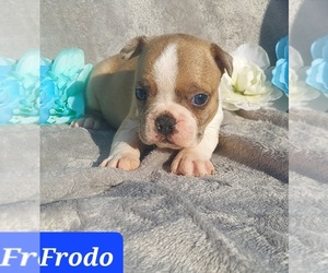 Boston Terrier-Faux Frenchbo Bulldog Mix Puppy for sale in POMEROY, OH, USA