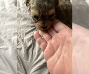 Maltipoo (Miniature) Puppy for sale in SEVEN SPRINGS, NC, USA