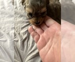 Small Maltipoo (Miniature)