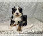 Small Photo #72 Bernedoodle Puppy For Sale in COLORADO SPRINGS, CO, USA