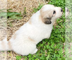 Great Pyrenees Puppy for Sale in LINN, Missouri USA