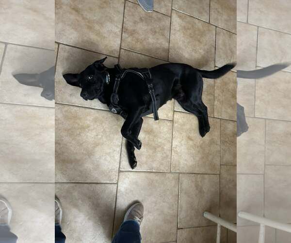 Medium Photo #3 Labrador Retriever-Unknown Mix Puppy For Sale in Holly Springs, NC, USA