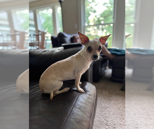 Medium Photo #2 Chihuahua-Unknown Mix Puppy For Sale in Andover, MN, USA