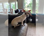 Small #1 Chihuahua Mix