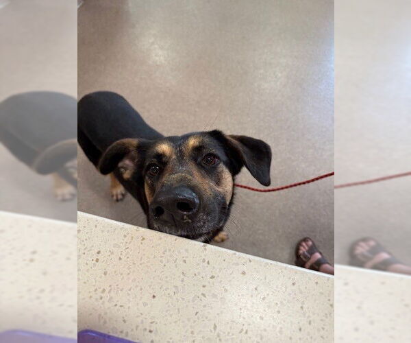 Medium Photo #1 German Shepherd Dog-Unknown Mix Puppy For Sale in Louisville, KY, USA