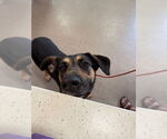 Small German Shepherd Dog Mix