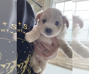 Maltipom Puppy for sale in CONWAY, SC, USA