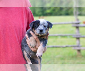 Australian Cattle Dog Dog for Adoption in LEAVENWORTH, Indiana USA