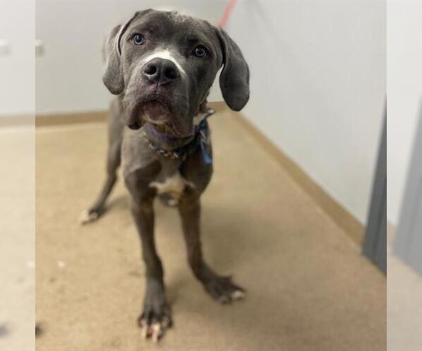 Medium Photo #1 Mutt Puppy For Sale in Aurora, CO, USA