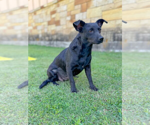 Medium Photo #6 Dachshund-Unknown Mix Puppy For Sale in PIPE CREEK, TX, USA