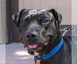 Small #36 Labrador Retriever Mix