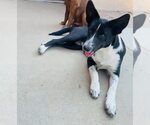 Small #2 Mutt