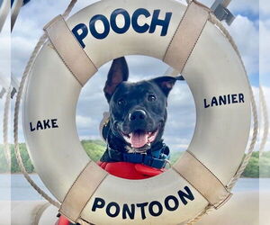 Labrador Retriever-Unknown Mix Dogs for adoption in Atlanta, GA, USA