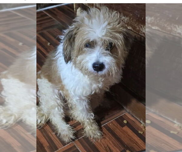 Medium Photo #6 Mutt Puppy For Sale in Sandy, UT, USA