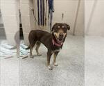 Small Labrador Retriever Mix