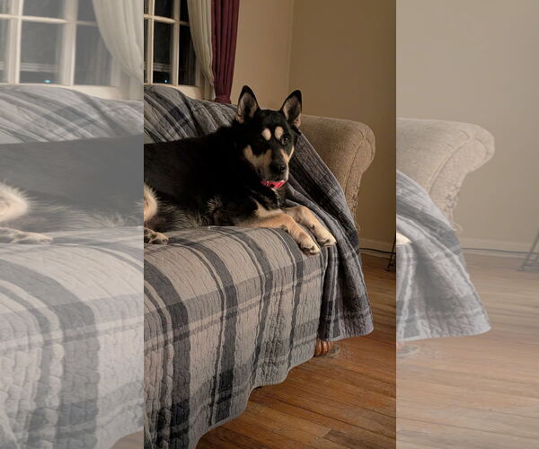 Medium Photo #2 Mutt Puppy For Sale in Rockaway, NJ, USA