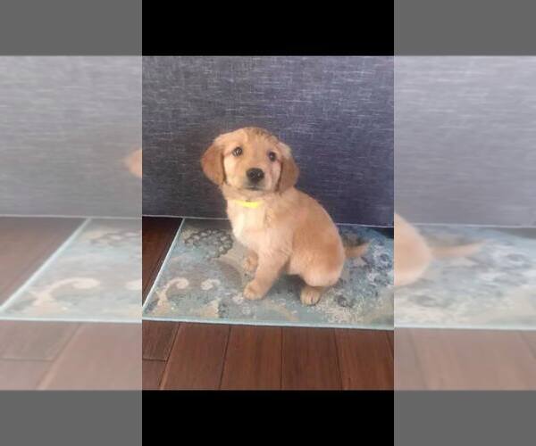 Medium Photo #1 Golden Retriever Puppy For Sale in P C BEACH, FL, USA