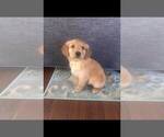 Small Photo #1 Golden Retriever Puppy For Sale in P C BEACH, FL, USA