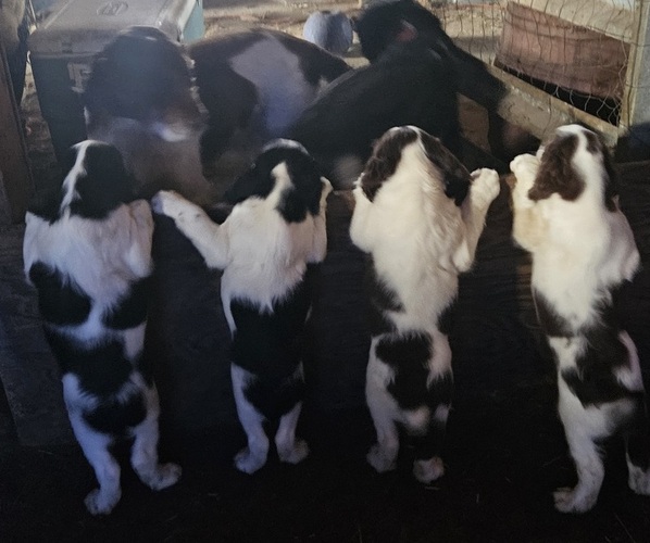 Medium Photo #3 English Springer Spaniel Puppy For Sale in CENTRAL POINT, OR, USA