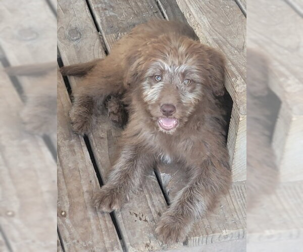 Medium Photo #1 Aussiedoodle Puppy For Sale in Bolivar, MO, USA