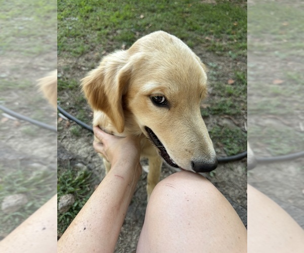 Medium Photo #1 Flat Coated Retriever-Golden Retriever Mix Puppy For Sale in SOMERVILLE, AL, USA