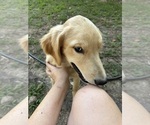 Image preview for Ad Listing. Nickname: Jasper tan pup