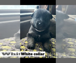 Puppy White Collar German Shepherd Dog