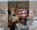 Small #8 Basenji