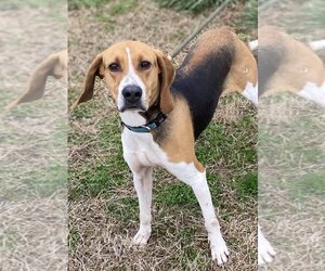 Treeing Walker Coonhound-Unknown Mix Dogs for adoption in Evansville, IN, USA