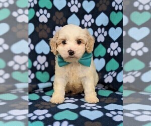 Cavachon-Poodle (Toy) Mix Puppy for sale in QUARRYVILLE, PA, USA