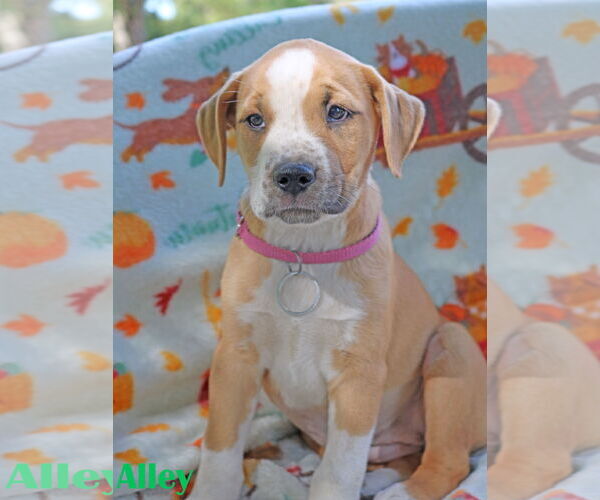 Medium Photo #9 American Pit Bull Terrier-Unknown Mix Puppy For Sale in Wakefield, RI, USA