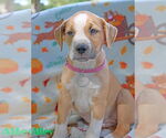 Small #8 American Pit Bull Terrier Mix
