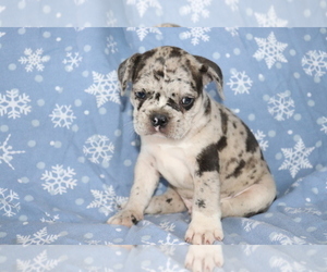 Frengle Puppy for sale in SHILOH, OH, USA