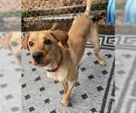 Small #2 Golden Labrador