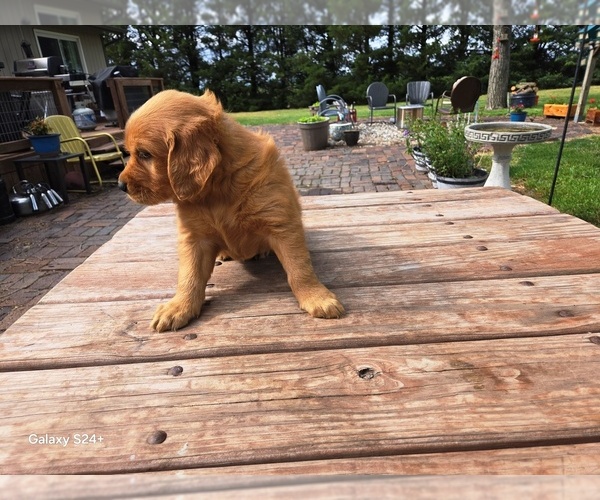 Medium Photo #4 Golden Retriever Puppy For Sale in LEON, KS, USA