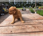 Small #3 Golden Retriever