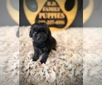 Small #1 Cavapoo (Miniature)