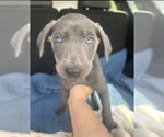 Small #8 Labrador Retriever Mix