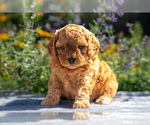 Puppy Shawn Cavapoo