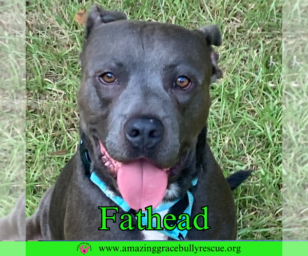 Medium Photo #25 American Pit Bull Terrier-Unknown Mix Puppy For Sale in Pensacola, FL, USA
