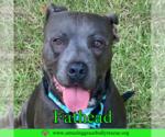 Small #24 American Pit Bull Terrier Mix