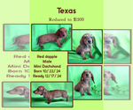 Puppy Texas Dachshund
