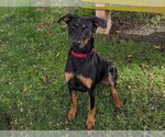 Small Photo #2 Doberman Pinscher Puppy For Sale in San Clemente, CA, USA