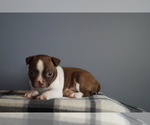 Puppy Puppy 1Vicky Boston Terrier