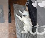 Small #1 Great Pyrenees