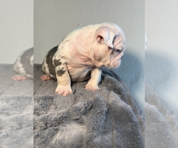 Medium Photo #9 English Bulldog Puppy For Sale in SAN ANTONIO, TX, USA