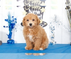 Poochon-Poodle (Miniature) Mix Puppy for sale in MOUNT VERNON, OH, USA