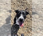 Small American Pit Bull Terrier Mix