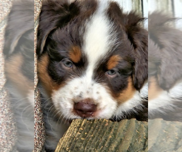 Medium Photo #7 Australian Shepherd Puppy For Sale in NELSON, VA, USA