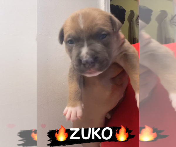 Medium Photo #1 American Bully Puppy For Sale in CLEVELAND, OH, USA